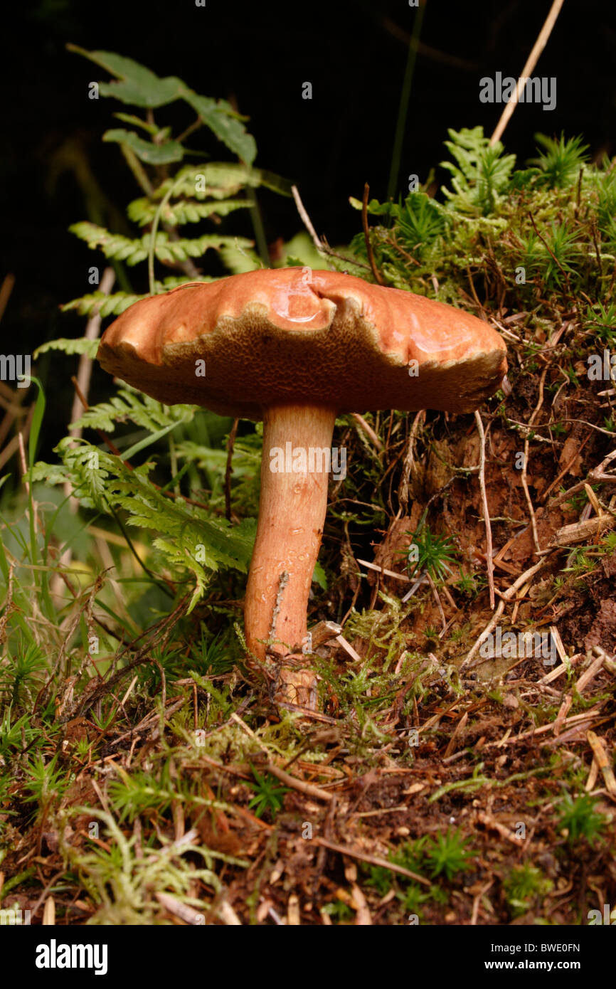 Bovine bolete fungus (Suillus bovinus) under conifers, UK Stock Photo