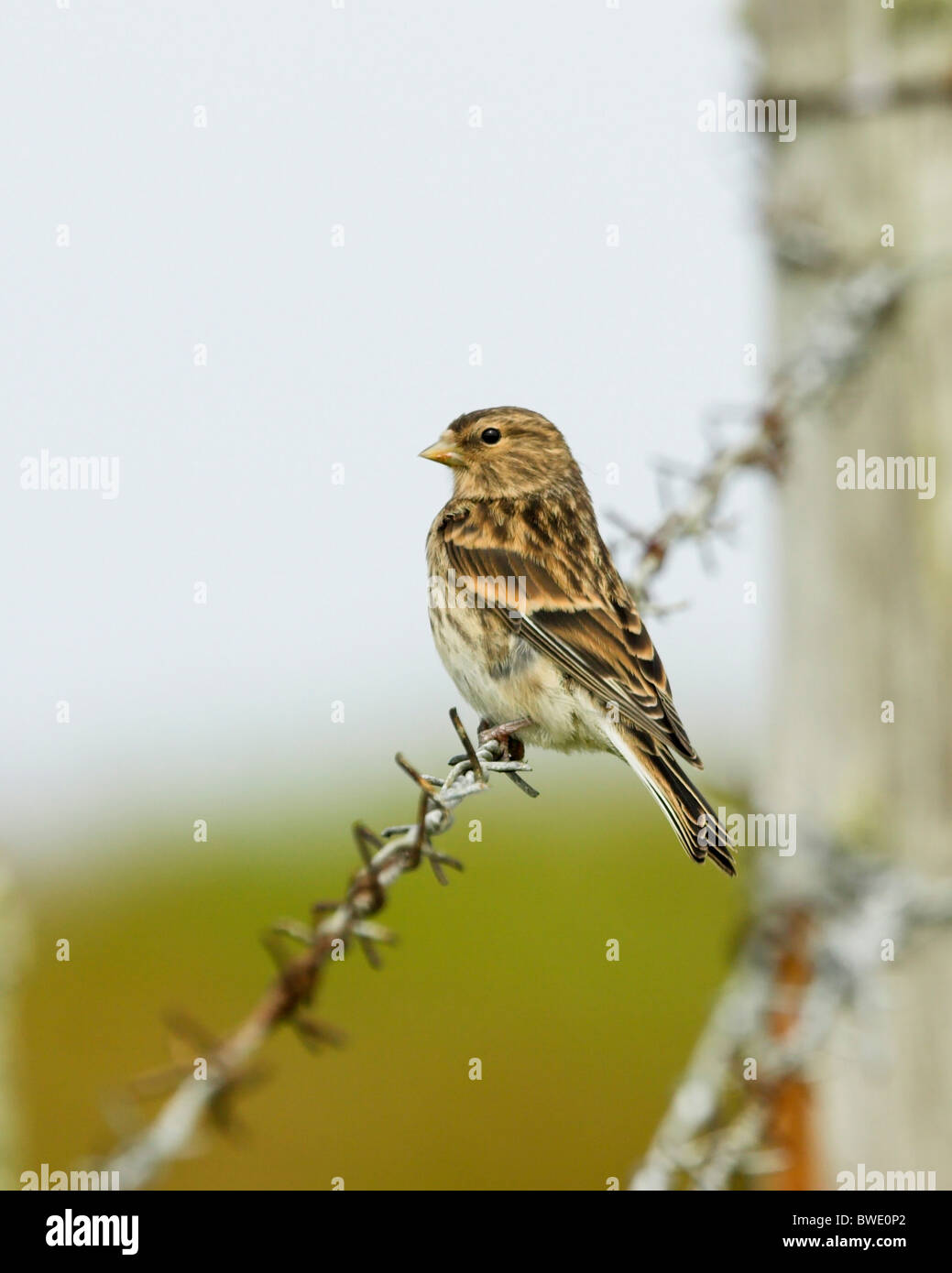 Twite Carduelis flavirostris on barbed-wire fence Sanday Orkney Stock Photo