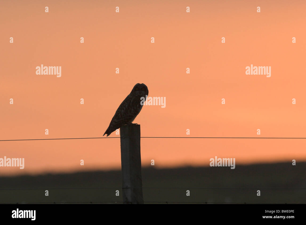 Short-eared owl Asio flammeus on fence post at sunset Eday Orkney Orkney Isles Stock Photo