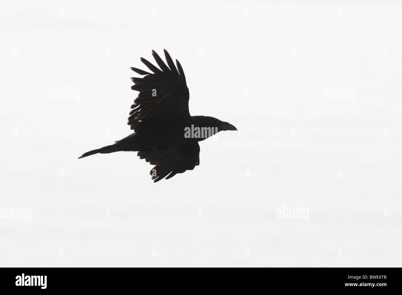 Lone raven Cut Out Stock Images & Pictures - Alamy