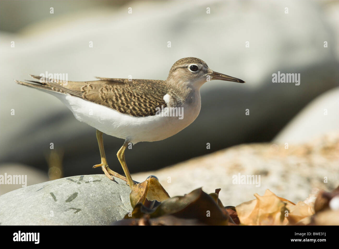 Spotted sandpiper Actitis macularia winter plumage Nova Scotia Canada wader wading Stock Photo