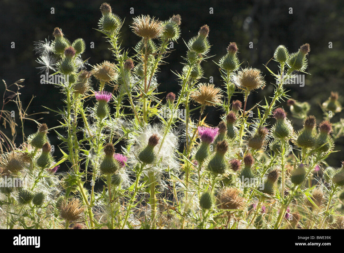 Spear thistle with flowers & seeds Nova Scotia Canada Stock Photo Alamy