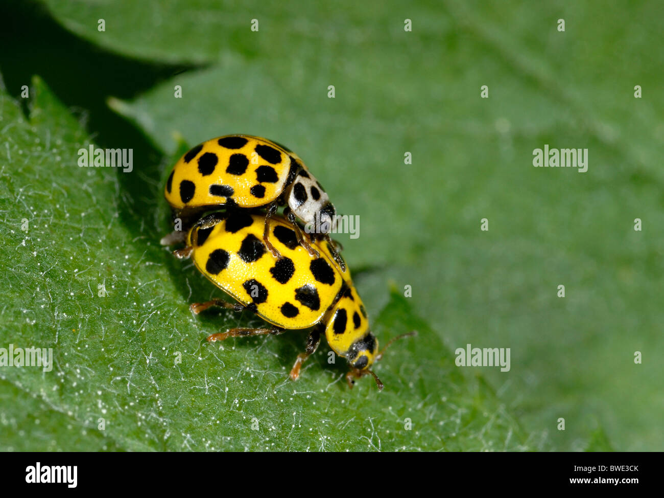 22 Spot Ladybird Thea 22punctata Pair Mating woodland Norfolk yellow