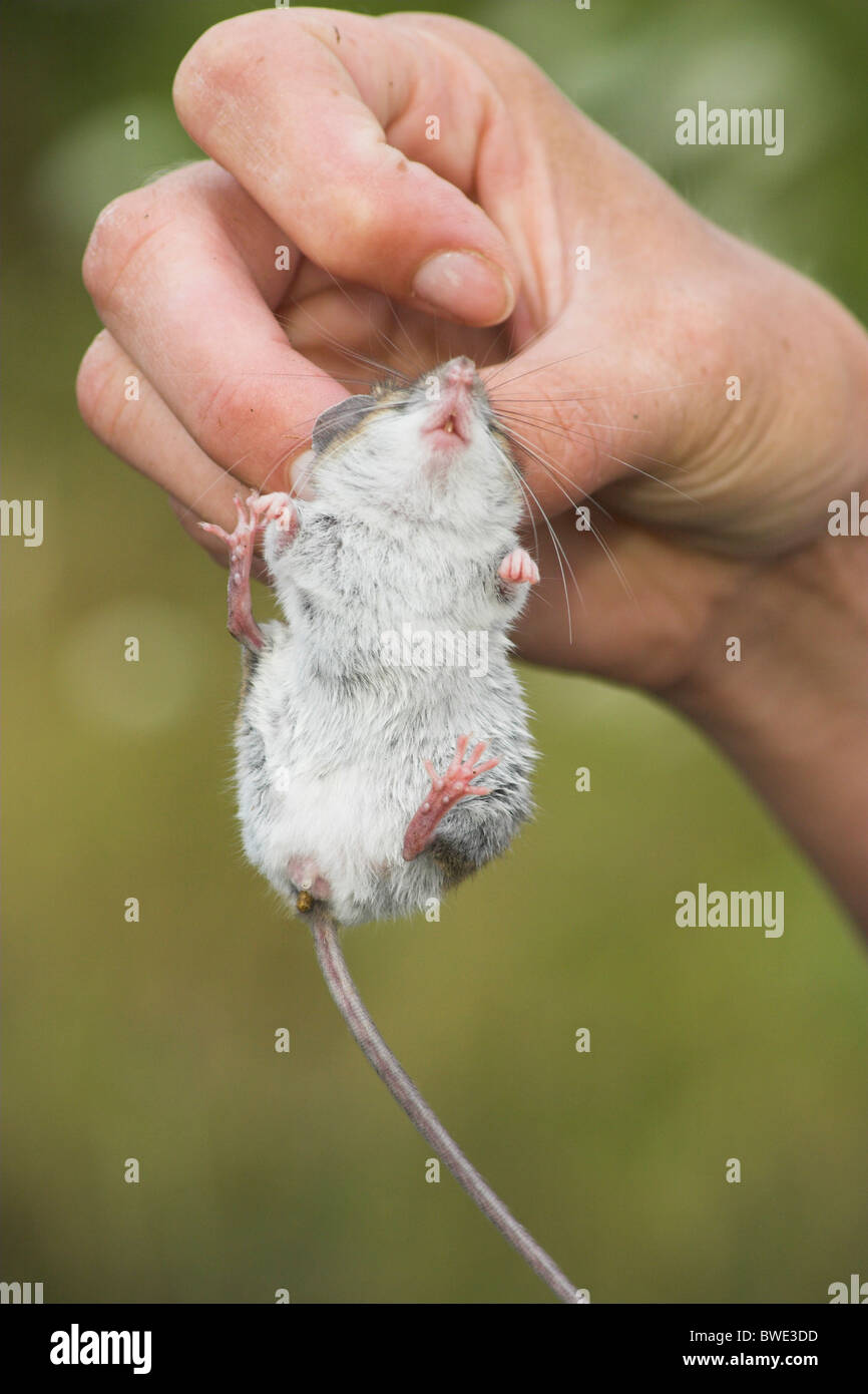 Whitefooted mouse or deer mouse Peromyscus gapperi being examined after capture in small mammal