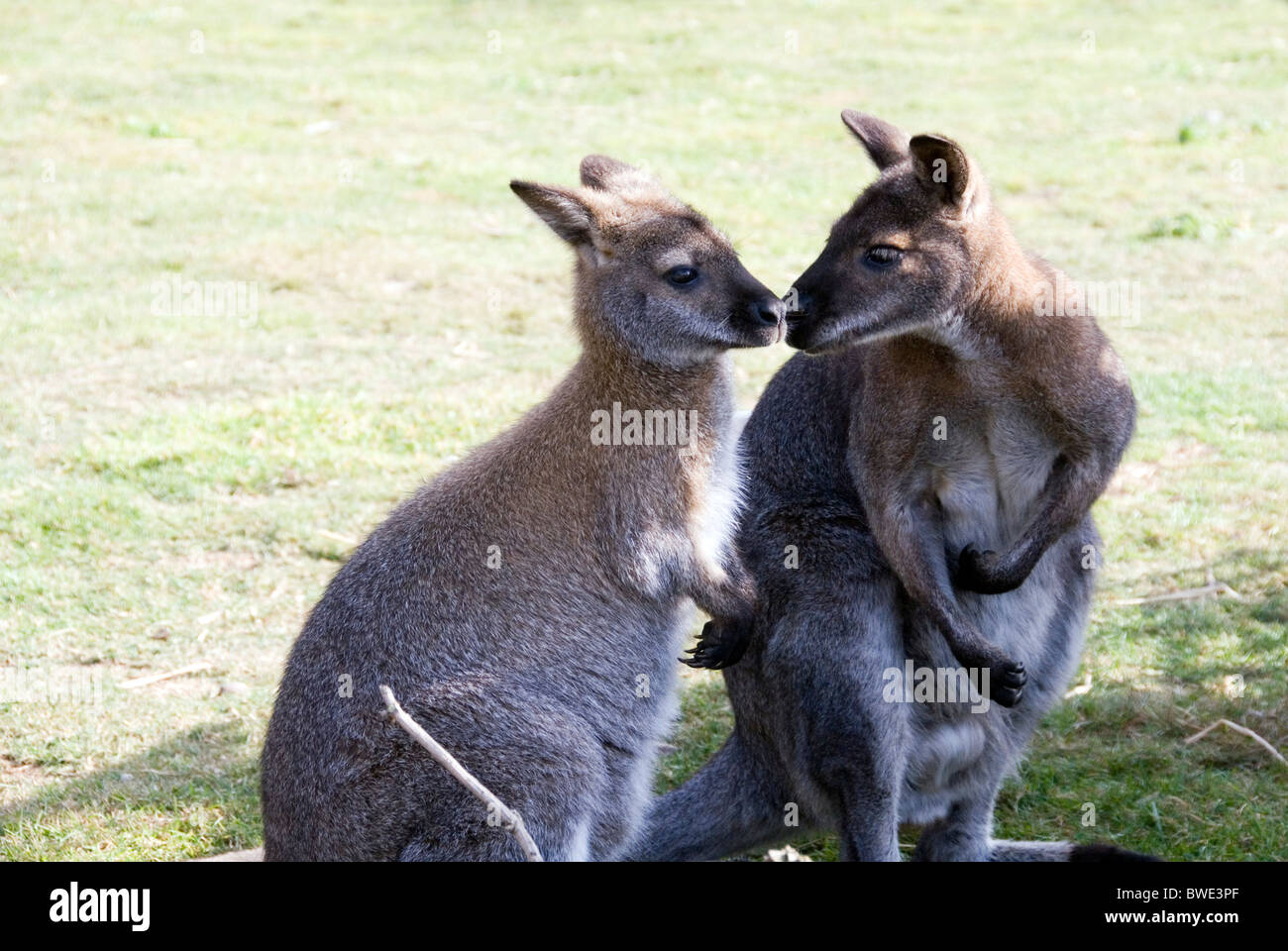 Two Bennetts Wallabies Macropus rufogriseus Touch Noses, Yorkshire Wildlife Park, England Stock Photo