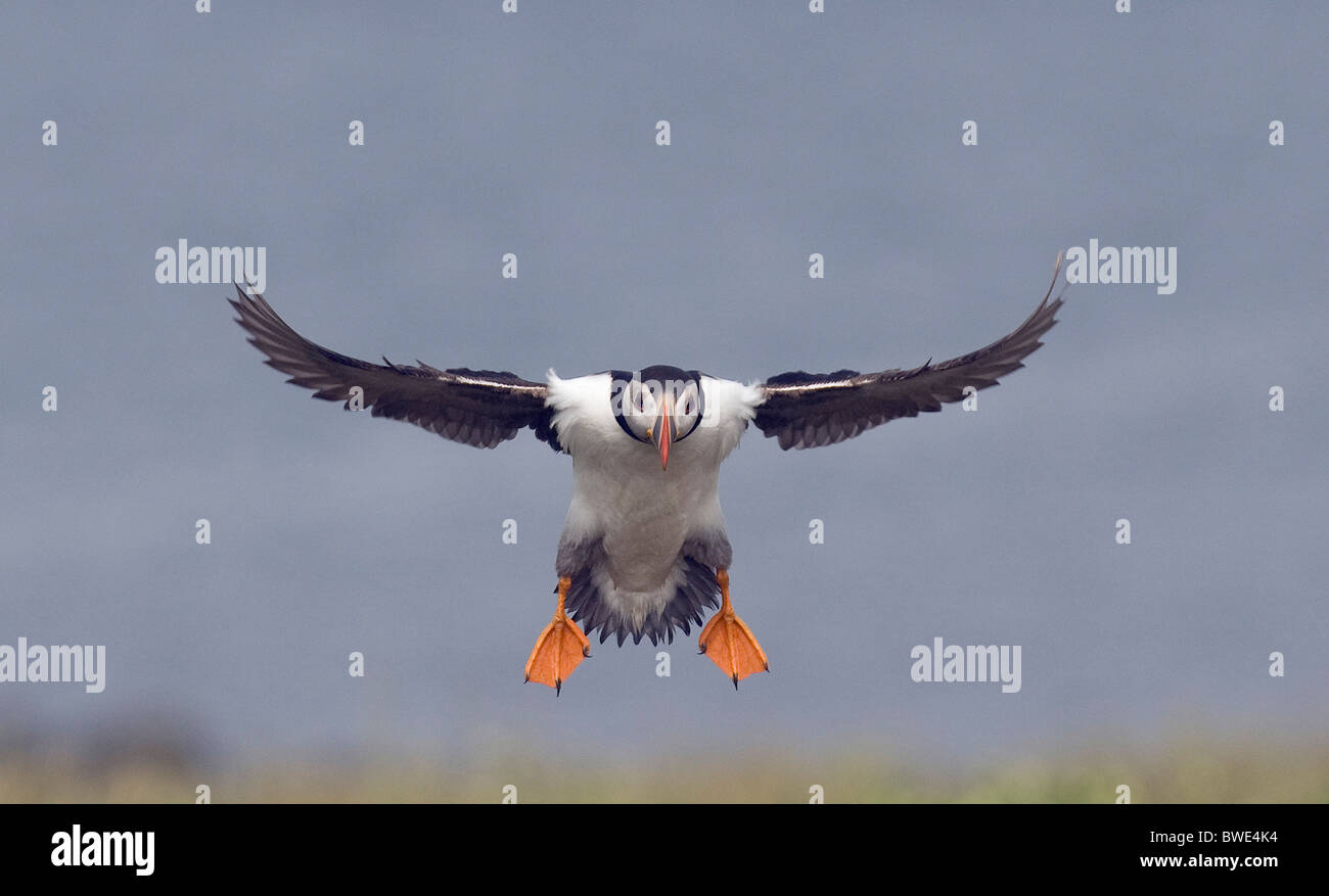 Puffin coming into land Farne Islands NorthumberlandFratecula arctica ...
