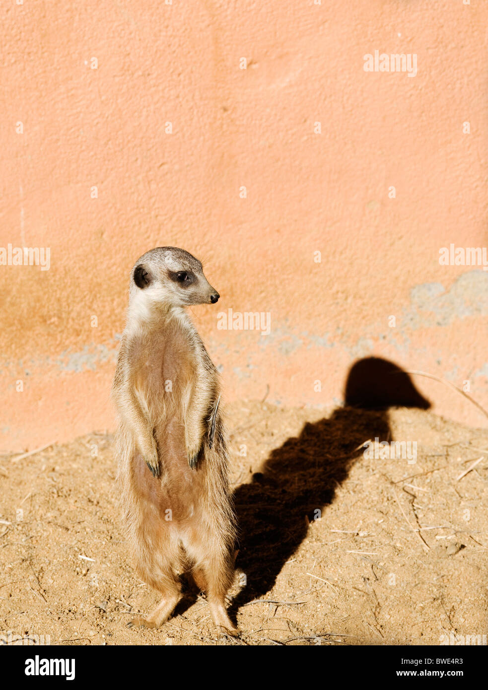 Meerkat on Guard Duty Stock Photo