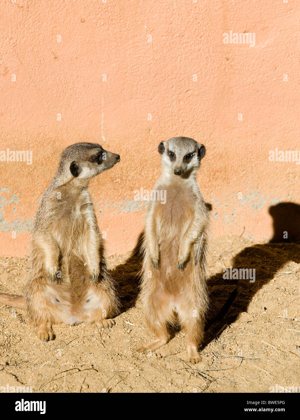 Two Meerkats on guard duty Stock Photo