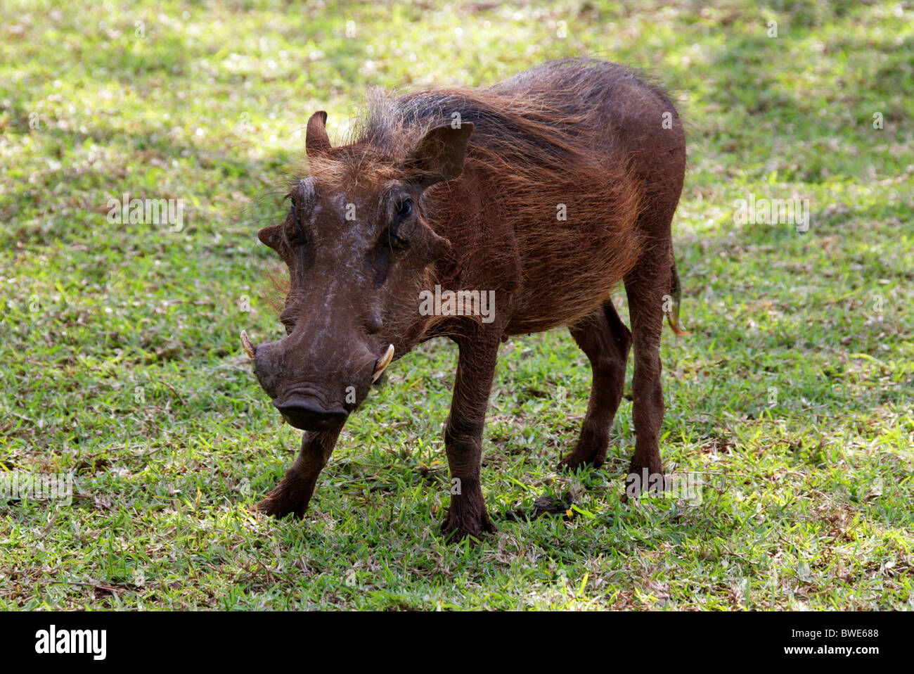 Warthog, Phacochoerus Aethiopicus africanus, Suidae, Swaziland, South Africa Stock Photo