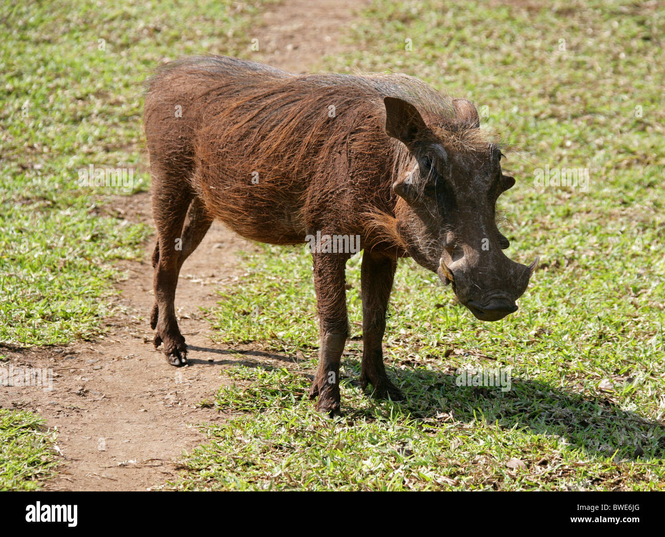 Warthog, Phacochoerus Aethiopicus africanus, Suidae, Swaziland, South Africa Stock Photo