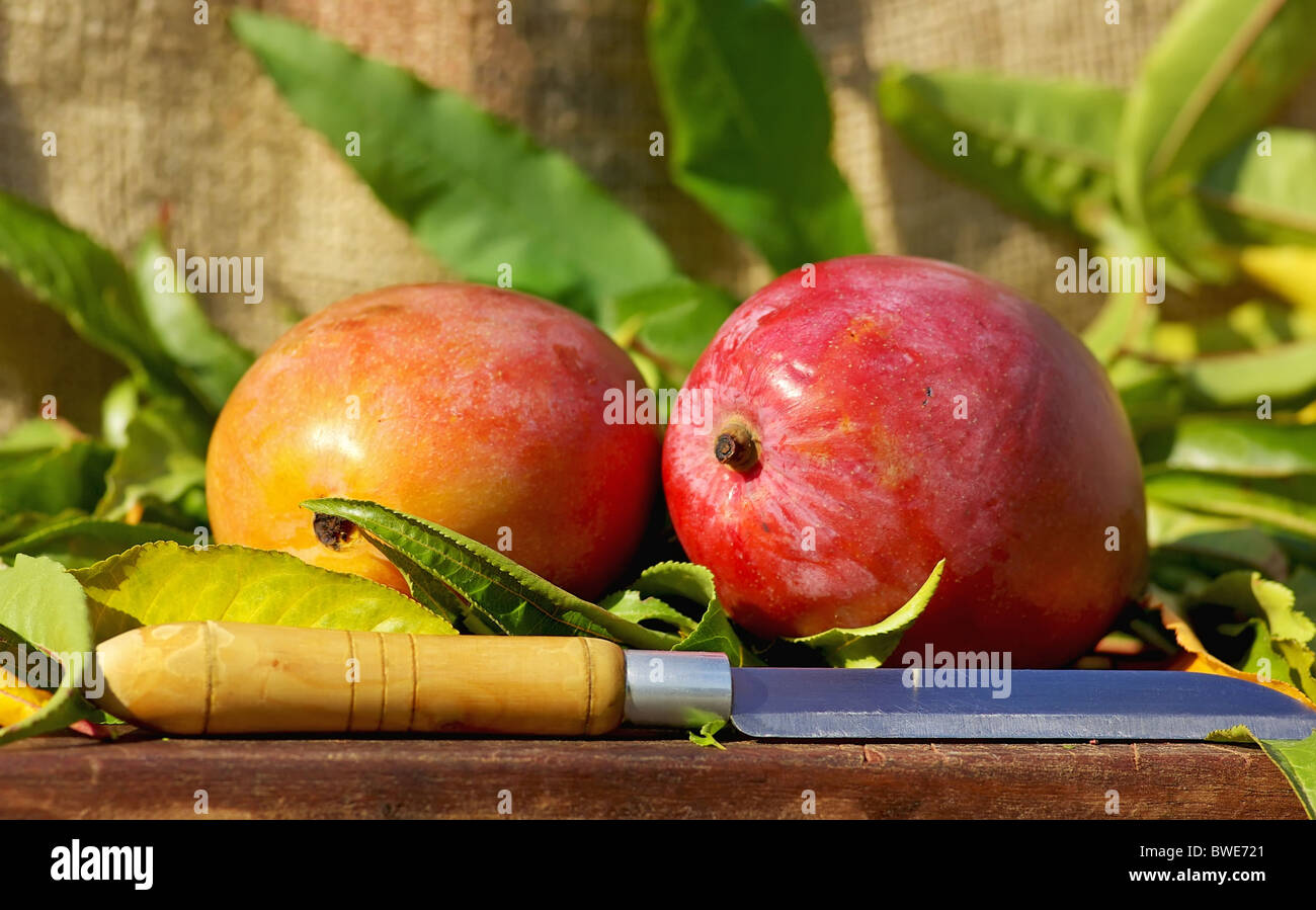 Two mangoes fruits and knife Stock Photo Alamy