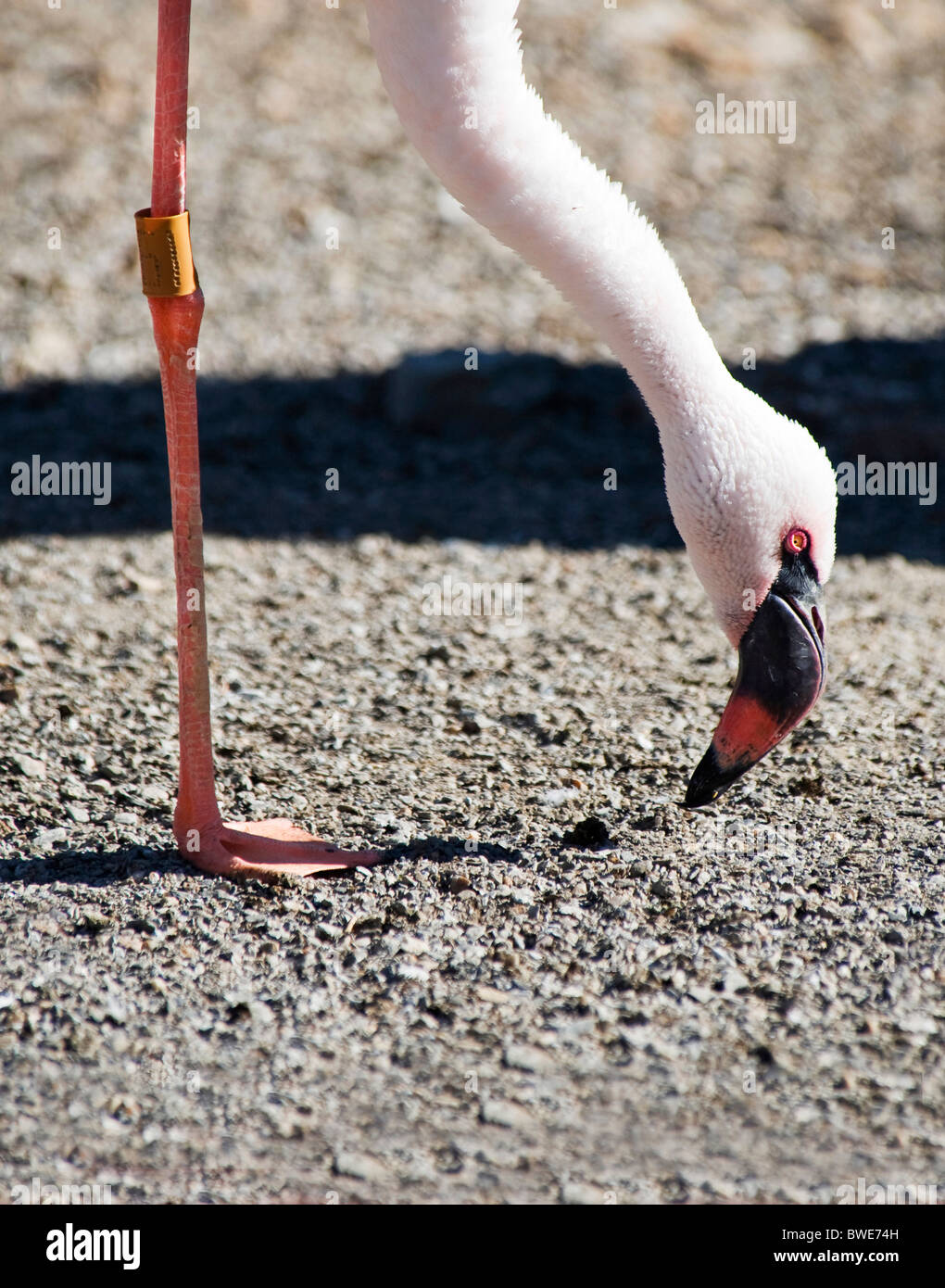 Lesser Flamingo bending over eating Stock Photo