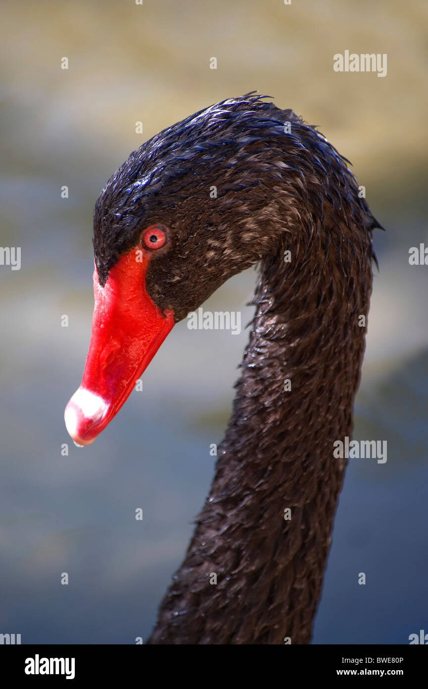 Close up of the head and neck of a Black Swan Stock Photo