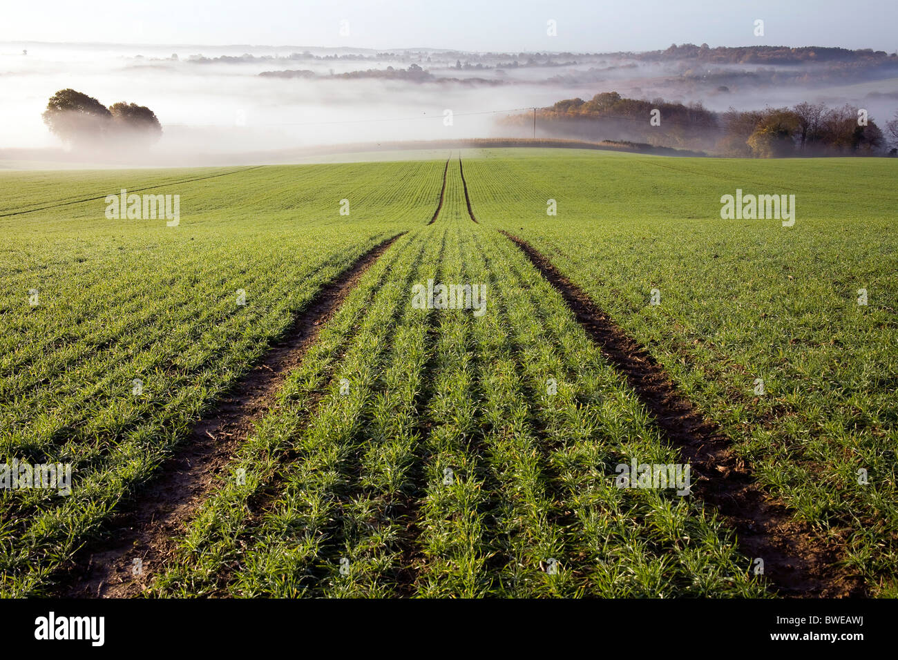 Misty morning view of Kentish countryside with recently planted field of winter wheat in autumn valley  Kent UK Stock Photo