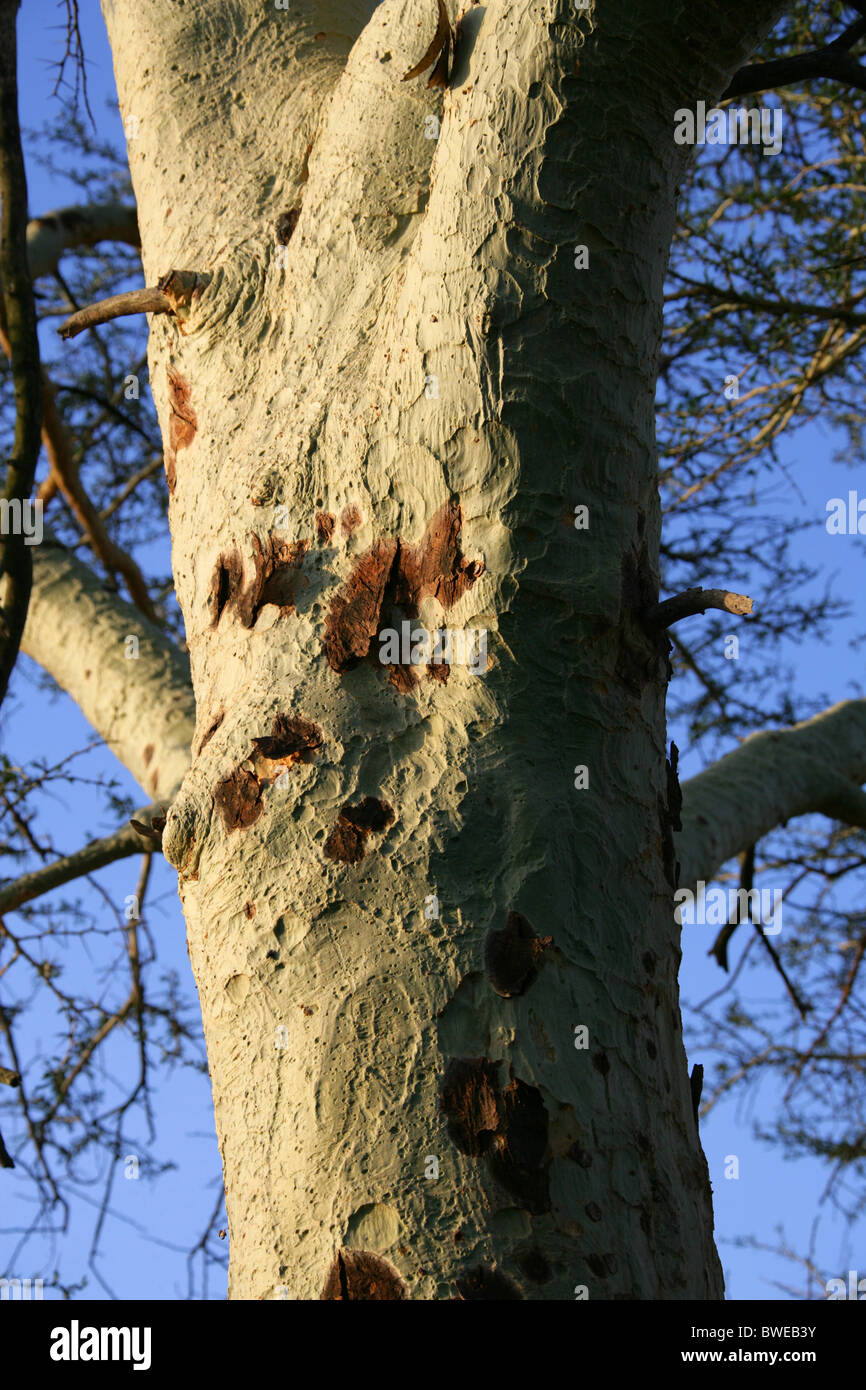 Bark of the Fever Tree, Acacia xanthophloea, Fabaceae, South Africa Stock Photo