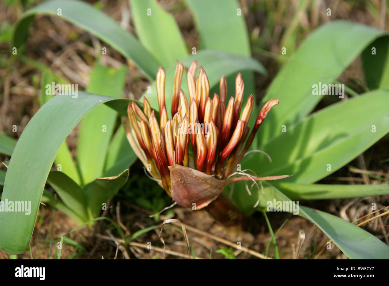 Karoo Lily or Blood Lily Flower Buds, Ammocharis coranica, Amaryllidaceae, Hluhluwe, South Africa. Stock Photo