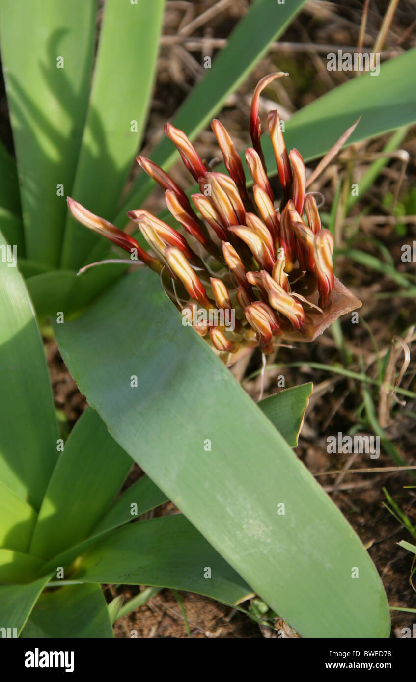Karoo Lily or Blood Lily Flower Buds, Ammocharis coranica, Amaryllidaceae, Hluhluwe, South Africa. Stock Photo
