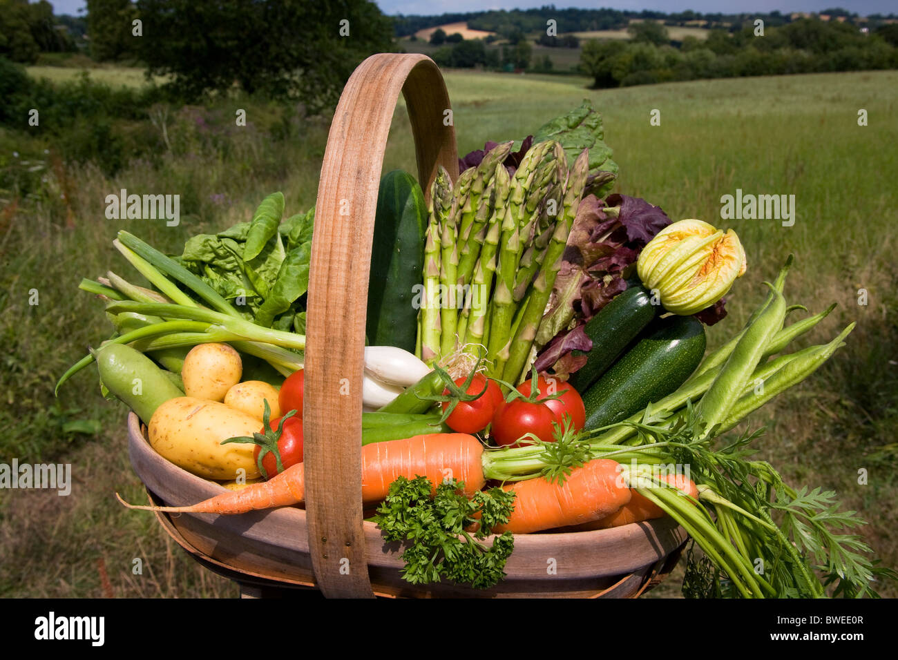 Colourful trug of locally grown British summer vegetables in countryside landscape fields woods valley in the Weald of Kent UK Stock Photo