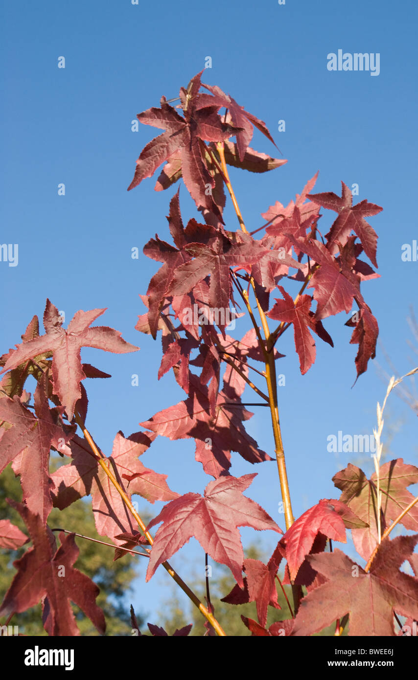 Autumn maple against blue sky hi-res stock photography and images - Alamy