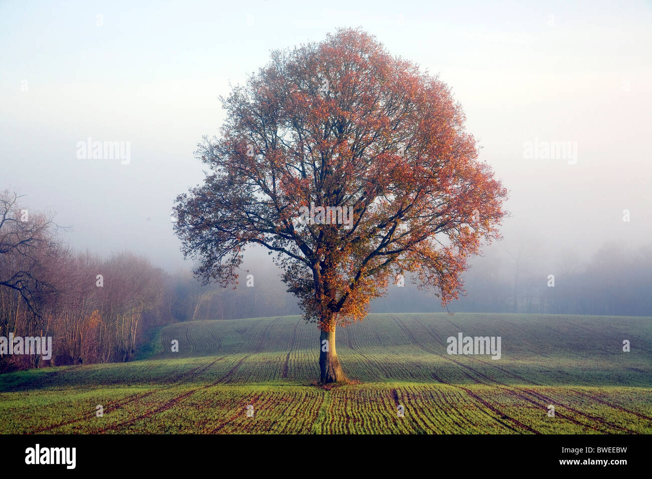 Oak tree in golden autumn coloured leaf on misty morning in newly sewn wheat field in the Weald of Kent UK Stock Photo
