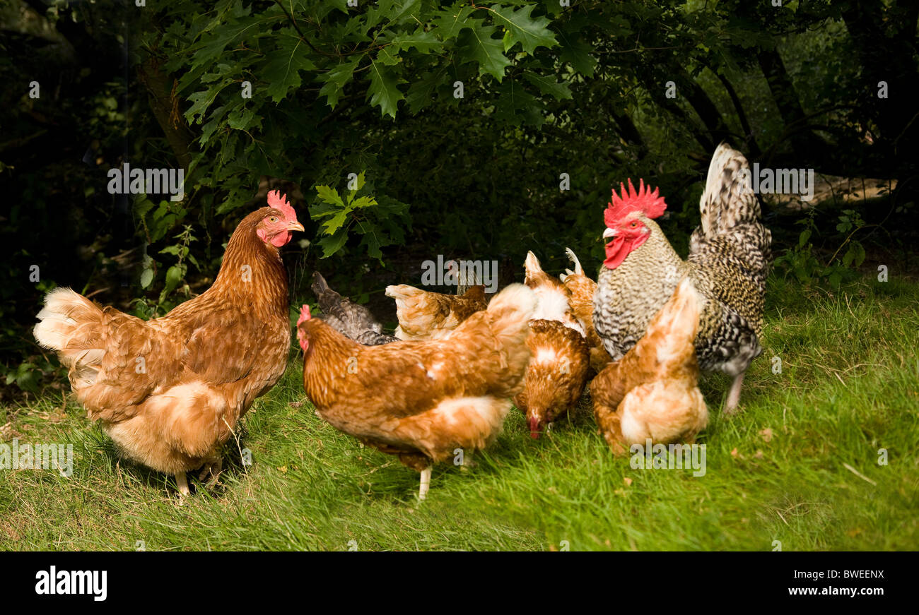 Group of free range chickens and a cockerel foraging in a field in summer countryside near Benenden Kent UK Stock Photo