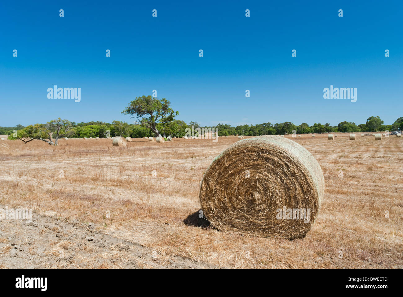 A hay bale in a paddock near Margaret River in Western Australia Stock