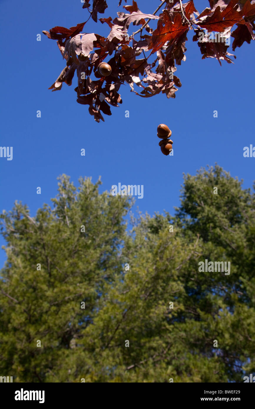 Acorns falling from Oak Tree late autumn Michigan USA Stock Photo Alamy
