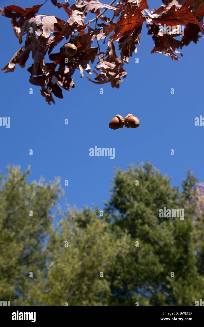 Acorns are falling from the trees Home Décor Home & Living