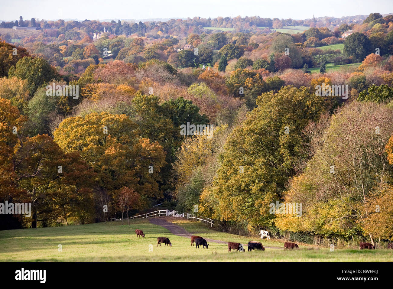 View of autumn colours golden red foliage trees in woods and valley with field of cattle in Kentish countryside near Benenden UK Stock Photo