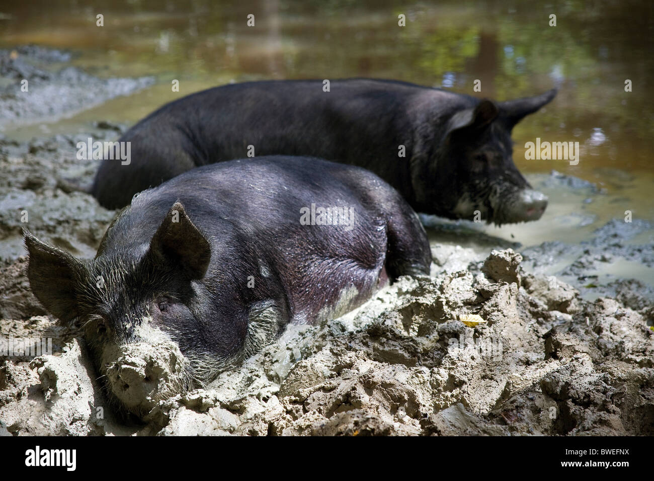 Free range Berkshire pig happily wallowing in muddy clay in pond at Coopers Farm, Stonegate East Sussex Stock Photo
