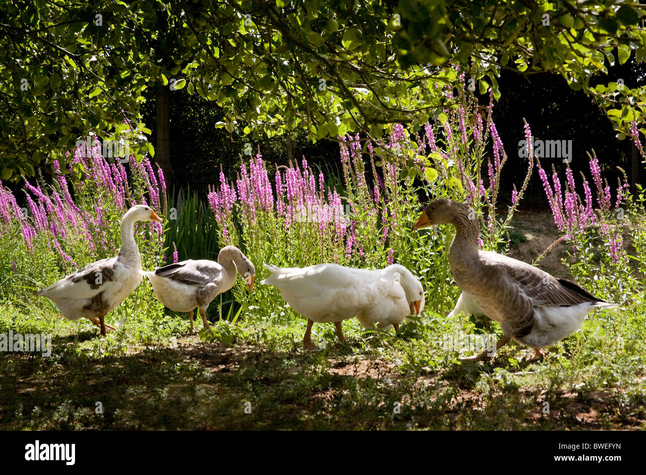 Free range geese in summer with purple loose-strife growing beside pond at Moons Green Farm East Sussex UK Stock Photo