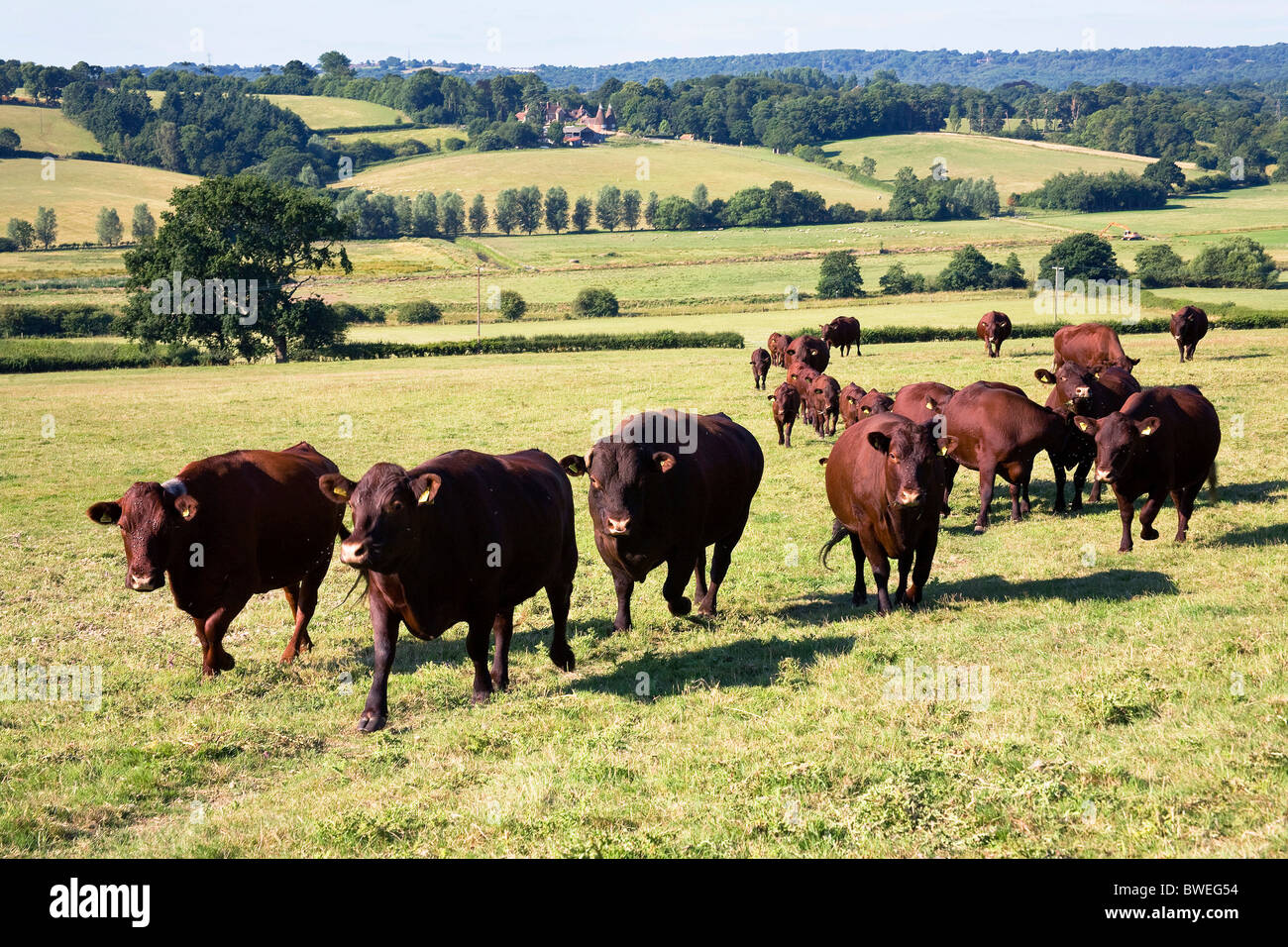 Handsome well fed Sussex beef cattle trundle up the valley fields in summer landscape near Brede East Sussex UK Stock Photo