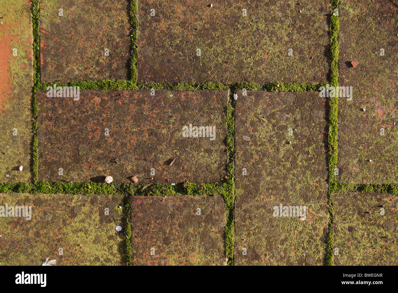 Moos growing on ceramic tiles Stock Photo Alamy