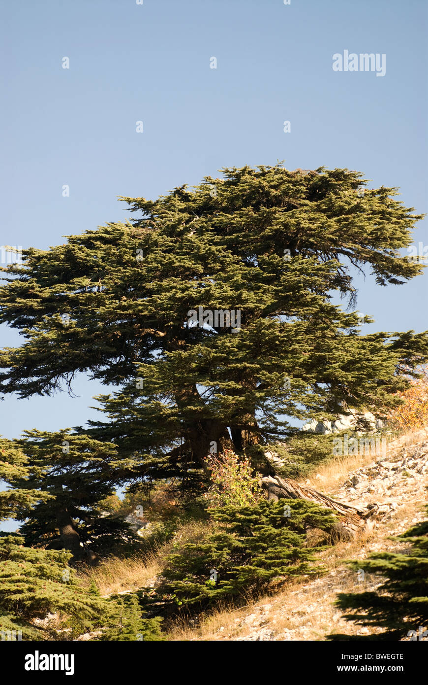 Cedar trees (Cedrus libani), Cedar Reserve, Chouf, LEBANON. Stock Photo
