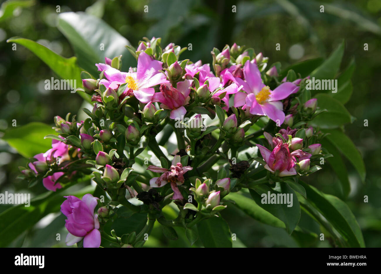 Pink Flowering Shrub, Hluhluwe, South Africa Stock Photo