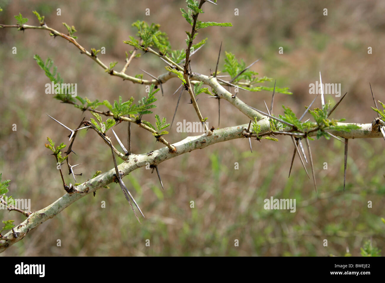 Fever Tree, Acacia xanthophloea, Fabaceae, South Africa. Close-up of Thorns. Stock Photo