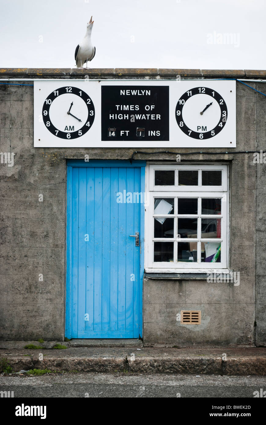 A gull calls from the roof of the Newlyn harbour masters office in