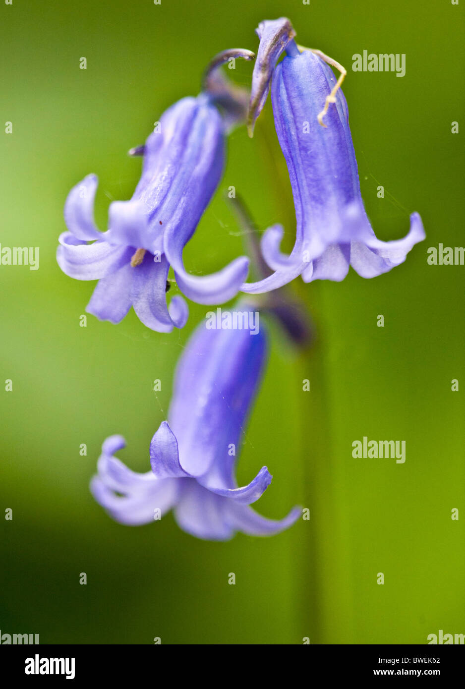 Common bluebell (Hyacinthoides non-scripta) Stock Photo