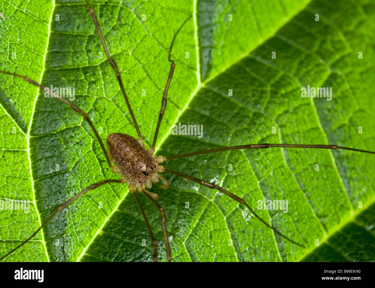 HARVESTMAN or DADDY-LONG-LEGS Order Opiliones Stock Photo - Alamy