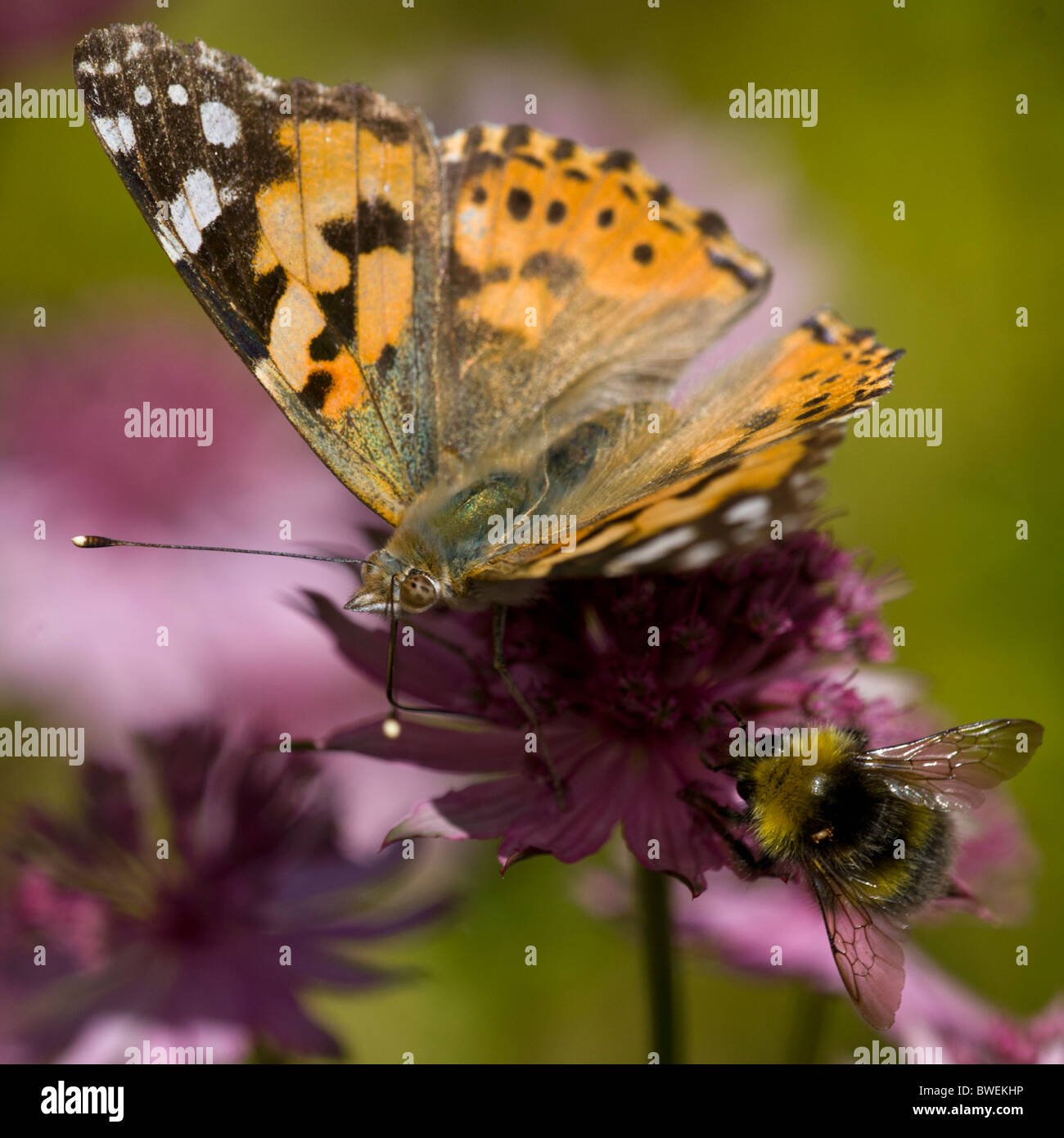 Painted lady butterfly (Vanessa cardui) and bumblebee (Bombus sp.) Stock Photo