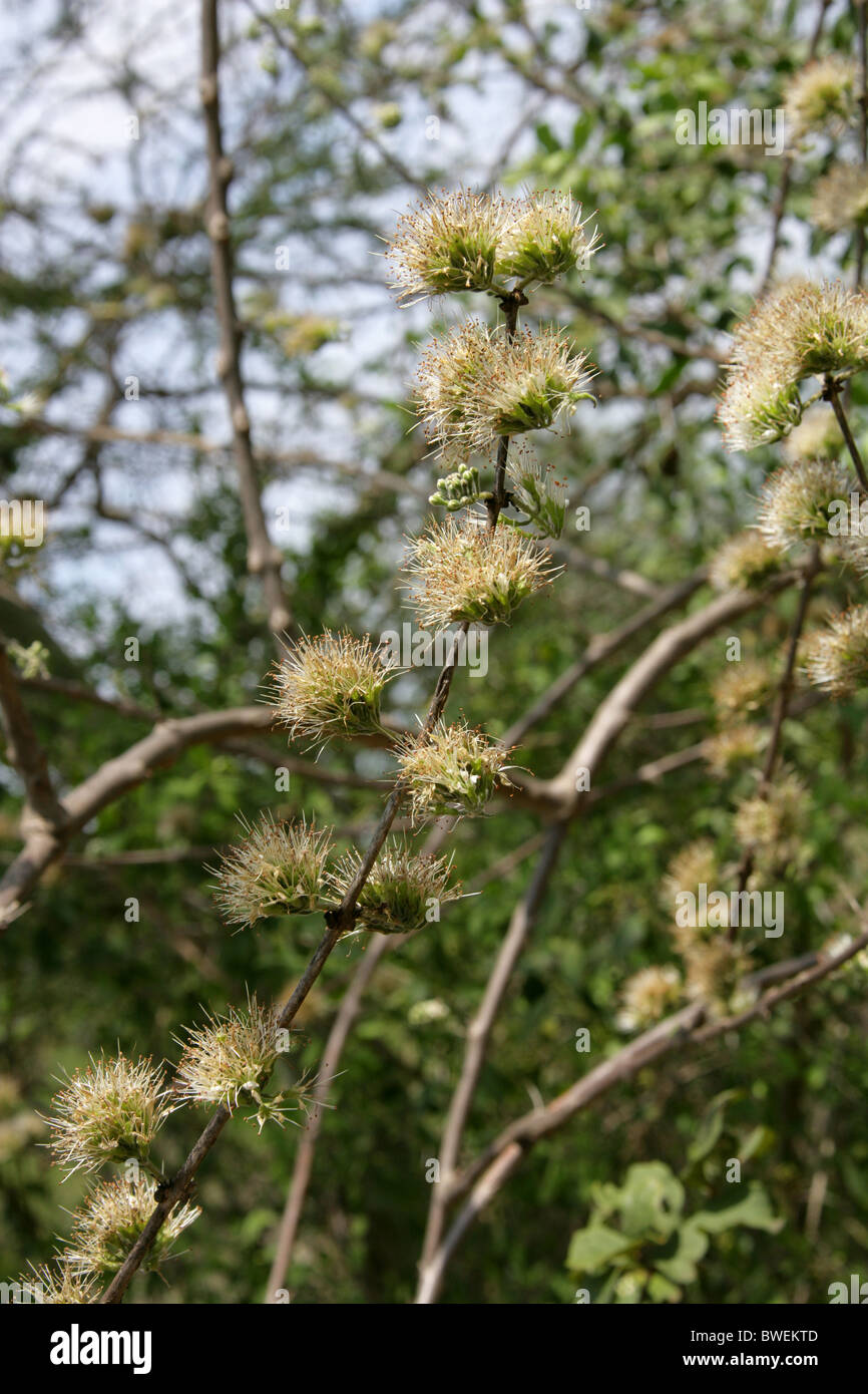 Red Bushwillow, Combretum apiculatum, Combretaceae. A Flowering Tree, Hluhluwe, South Africa. Stock Photo