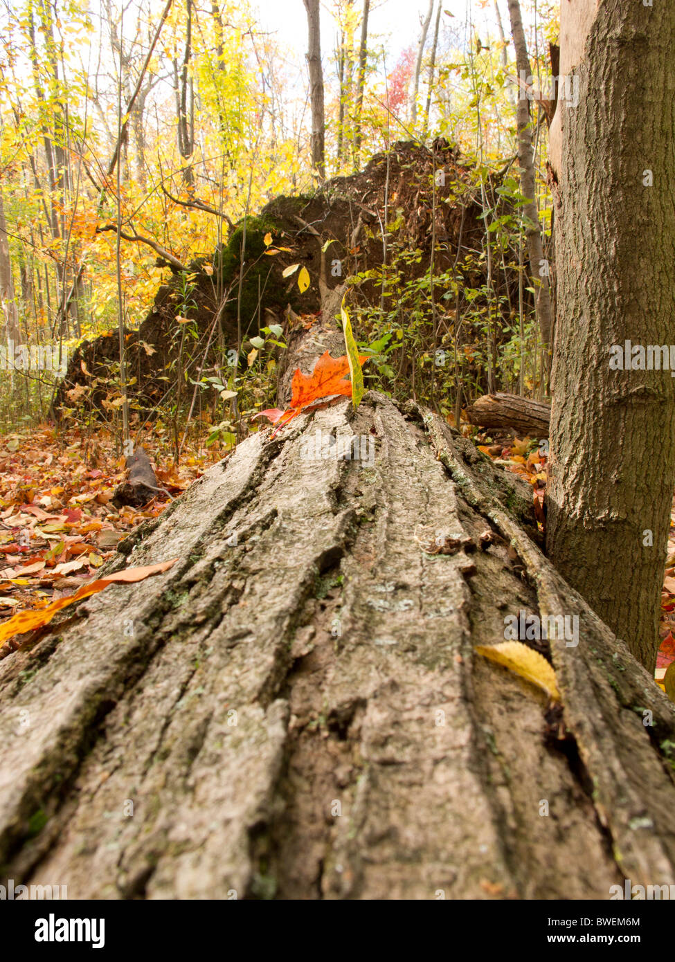 Uprooted tree. Stock Photo