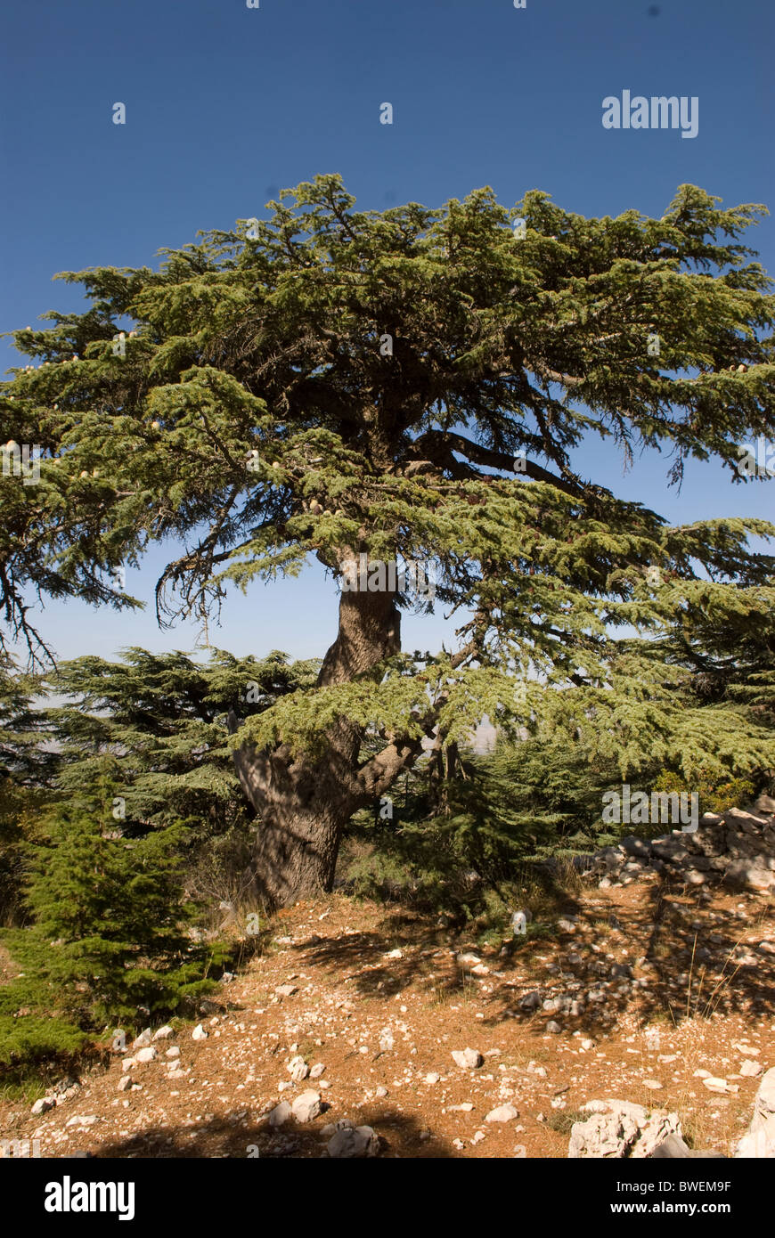 Cedar tree, Chouf Cedar Reserve, Chouf, LEBANON. Stock Photo
