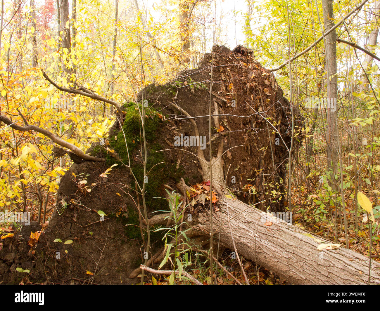 Uprooted tree. Stock Photo