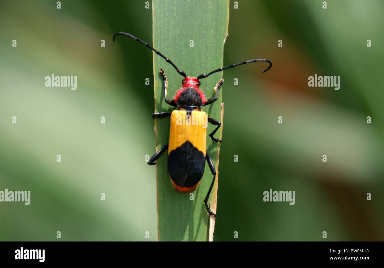 African Longhorn Beetle, Purpuricenus laetus laetus, Trachyderini, Cerambycinae, Cerambycidae, Coleoptera. Stock Photo