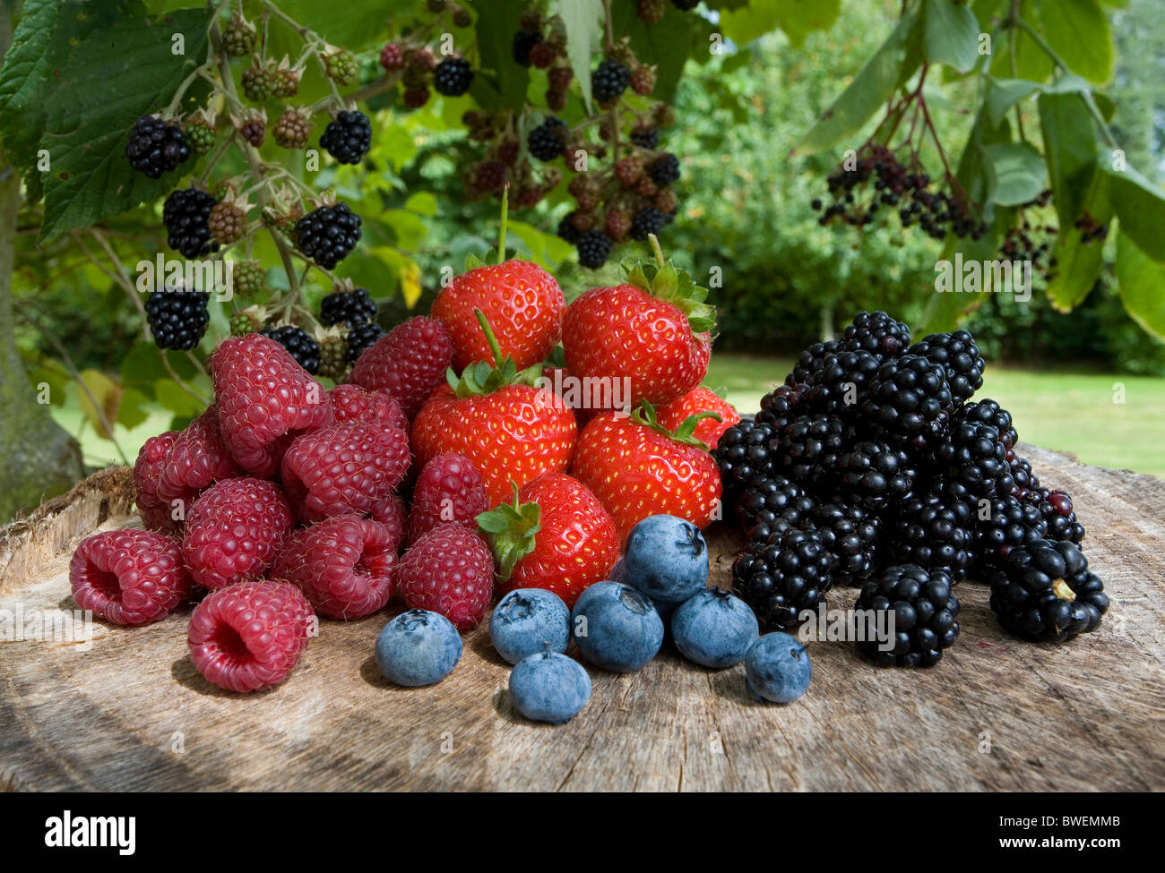 Freshly picked seasonal summer fruit British berries on a tree stump with growing blackberries in countryside Kent UK Stock Photo