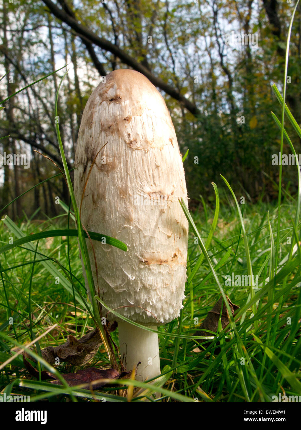 Shaggy mane mushrooms Stock Photo - Alamy