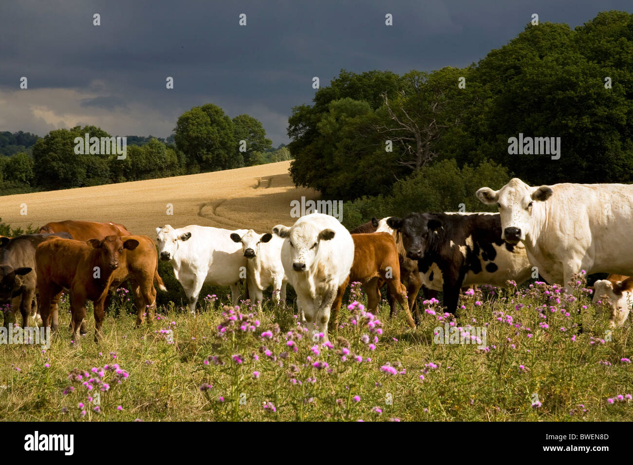 Rare breed British-White with other beef cattle grazing on organic hillside in summer sunshine under dark approaching storm Kent Stock Photo
