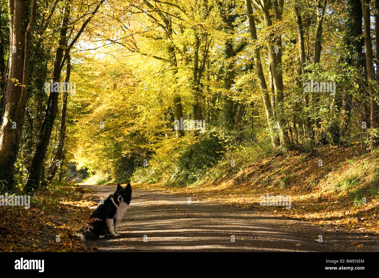 Border collie sits beside quiet country lane covered in autumn leaves beneath a canopy of glowing golden hornbeam trees Kent UK Stock Photo