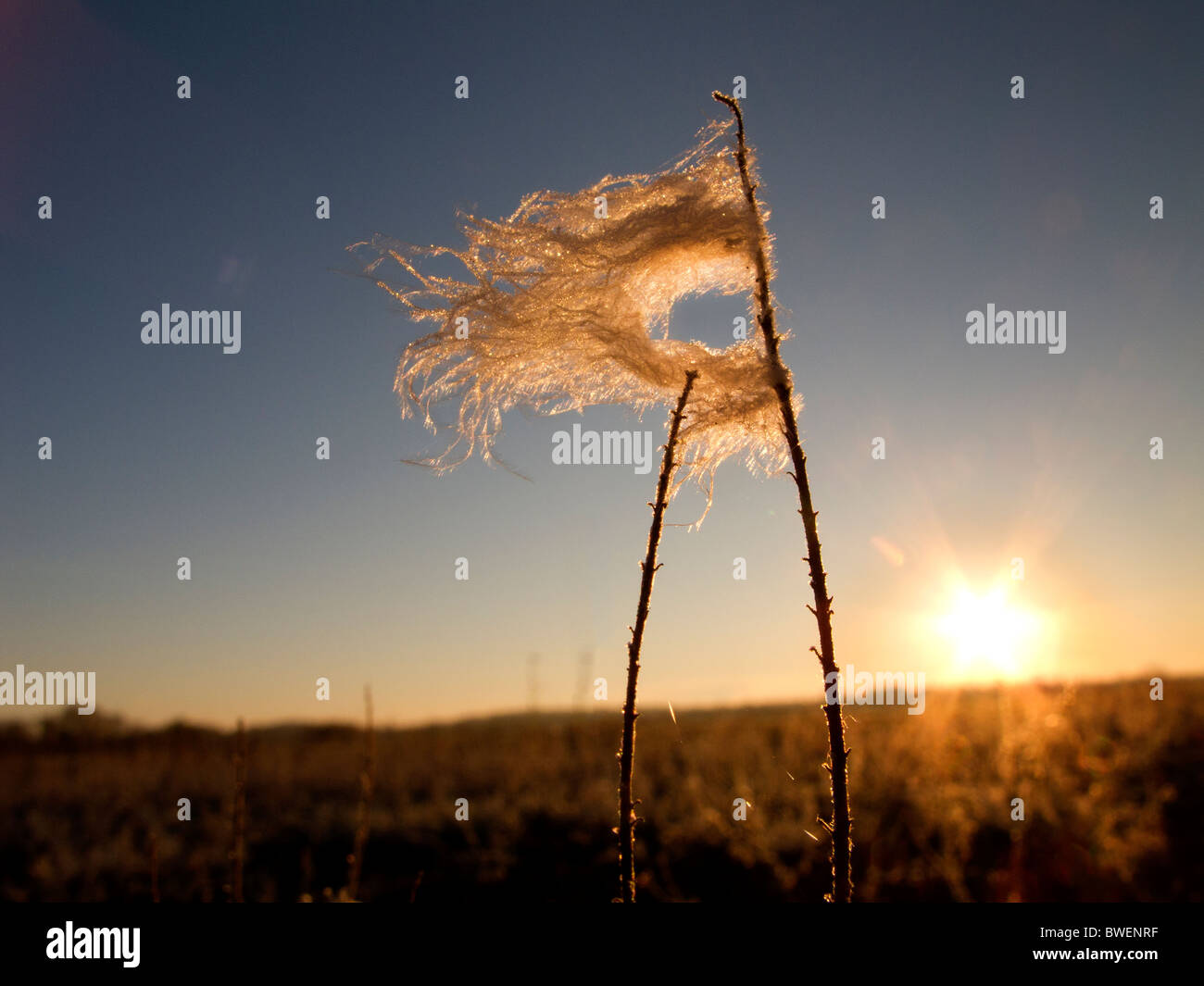 Windblown thistle in the rising sun. Stock Photo